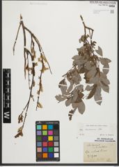 Foto von Salix starkeana Willd.